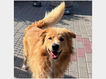 in-regalo-cane-meticcio-dior 