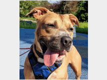 in-regalo-cane-meticcio-otto 