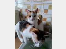 in-regalo-gattina-cerco 