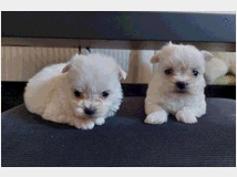 maltipoo-toy-maschietti-prezzo-eur90000 