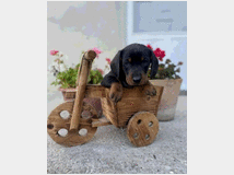 bassotto-nano-cuccioli-prezzo-eur80000 