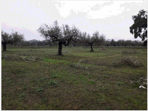 terreno-edificabile-3635mq-prezzo 
