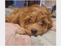 cuccioli-di-cavapoo-femmina-prezzo 