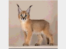 gattino-caracal-disponibile-prezzo-eur150000 
