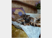 bengala-gatto-prezzo-eur100-in 