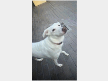 in-regalo-cagnolina-meticcia-genna 