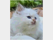 cuccioli-gatto-sacro-di-birman 