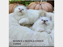 gatto-sacro-di-birmania 