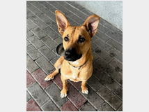 in-regalo-cane-meticcio-simba 