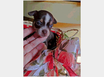 chihuahua-toy-maschietto-prezzo-eur70000 