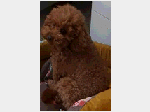 Cani in vendita