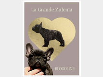 Cani in vendita