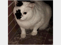 Altro animali